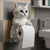 Chaton blanc