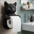 Chaton noir